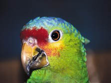 Belize - Vogelkopf